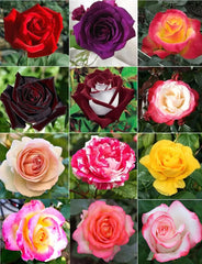 BULBORIUM Dark Rose Mixed Colour Seeds 100PCS packaging front view