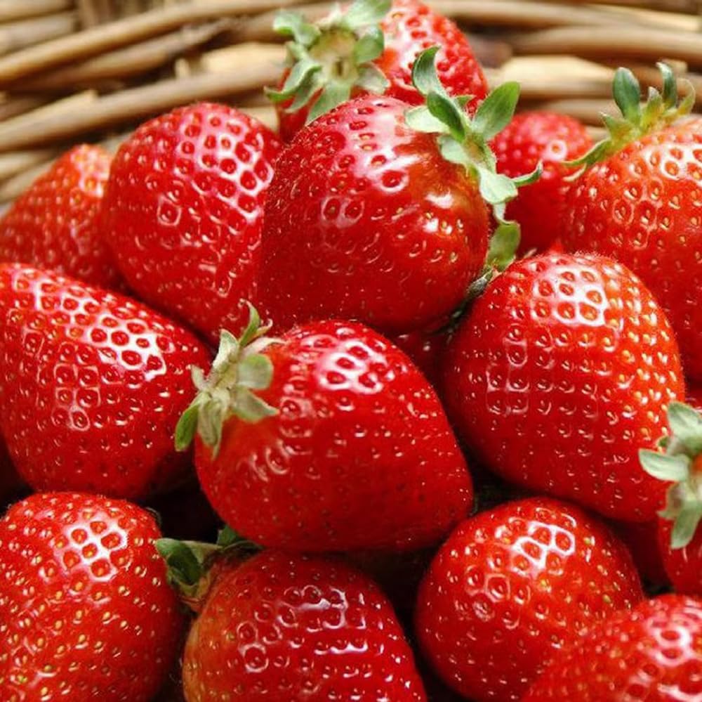 BULBORIUM Giant Strawberry Seeds front packaging view