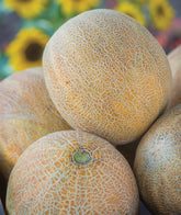 Burpee Ambrosia Cantaloupe Melon Seeds packet front view