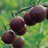 Burpee Black Cherry Tomato seeds packet front view