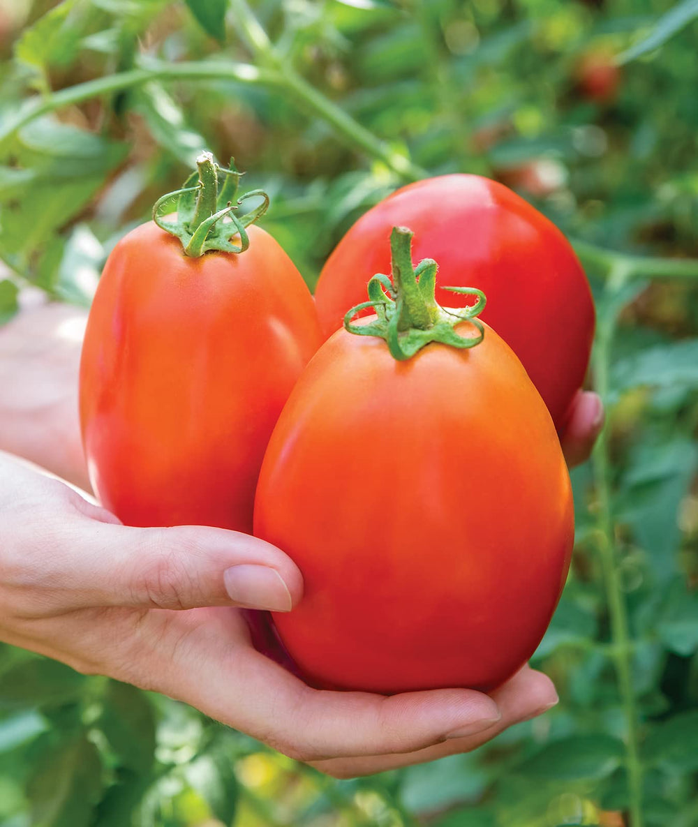 Burpee Gladiator Roma Tomato Seeds packet front view