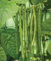 Burpee Kentucky Blue Pole Bean Seeds 8 oz packaging front view