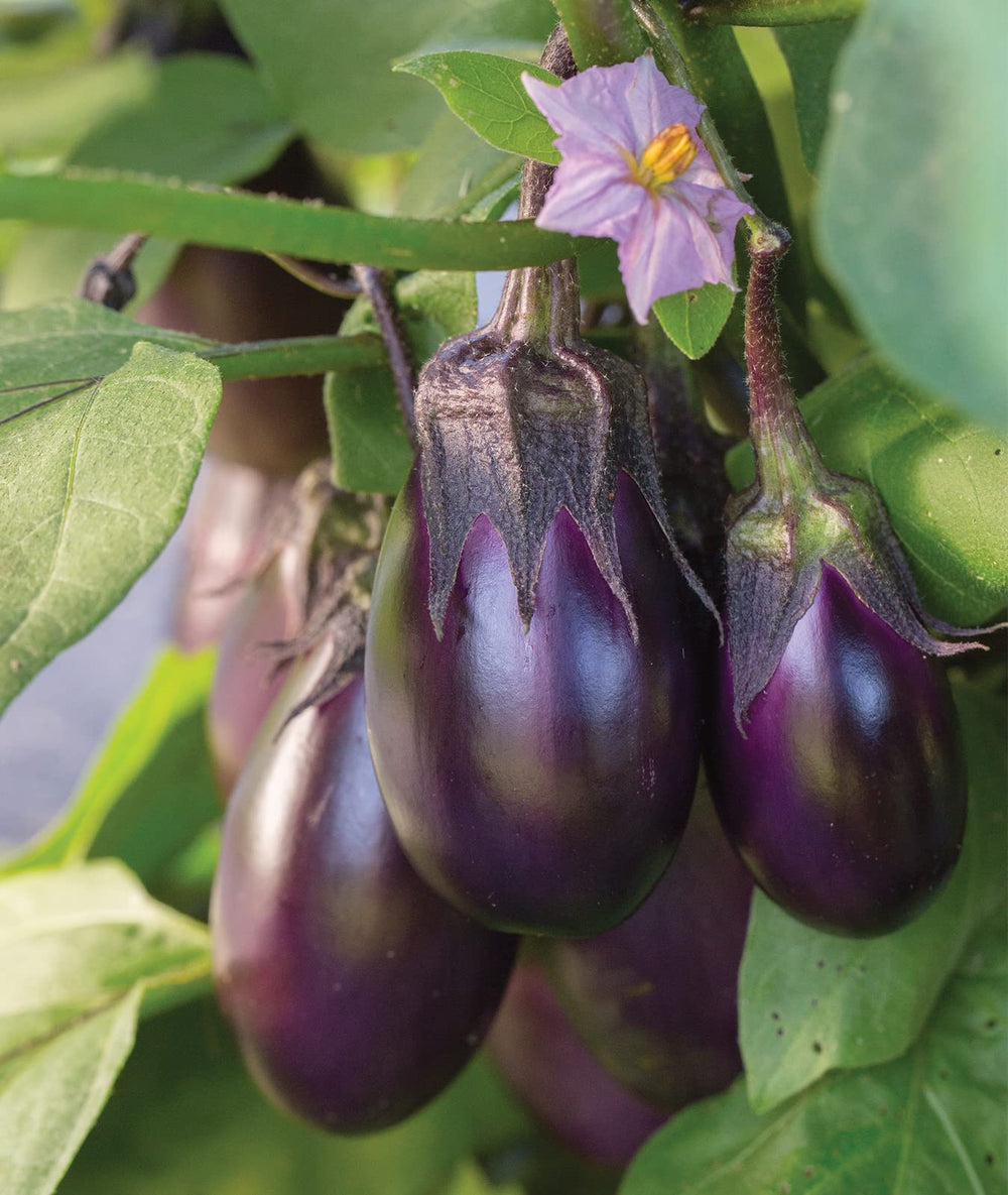 Burpee Patio Baby Eggplant Seeds packet front view with 30 seeds