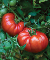 Burpee SteakHouse Hybrid Beefsteak Tomato seed packet front view