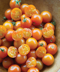 Burpee 'Sun Gold' Cherry Tomato Seeds packet front view