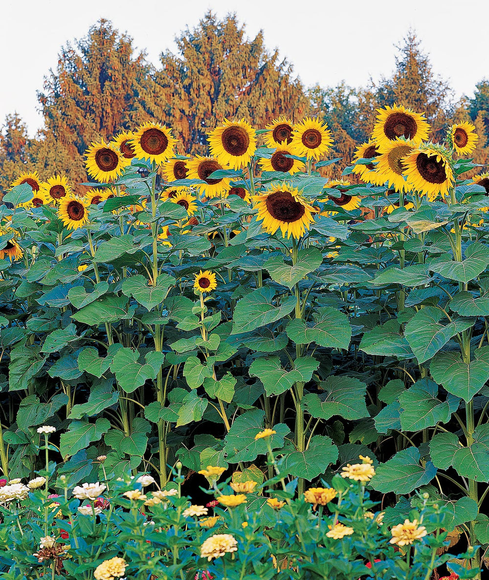 Burpee Sunforest Mix Sunflower Seeds packet front view
