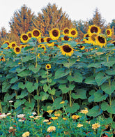 Burpee Sunforest Mix Sunflower Seeds packet front view
