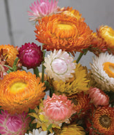 Burpee Tall Mixed Colors Strawflower Seeds packet front view