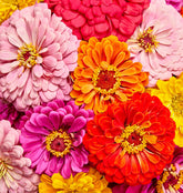 Burpee Zinnia Seeds Giant Flowered Mixed Colors packet front view