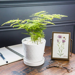 BUYMAX 5-inch white ceramic pot with drainage hole