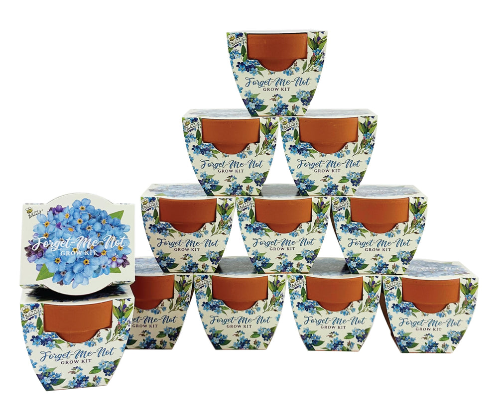 BUZZY Seeds Forget-Me-Not Grow Kit 12-Pack with terracotta pots