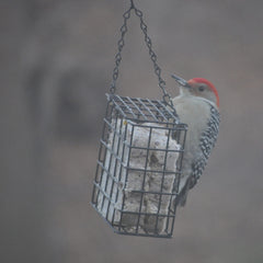 C&S Berry Delight Suet Dough in vinyl-coated wire cage