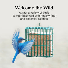 C&S High Energy Delight No Melt Suet Dough displayed in a bird feeder