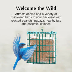 C&S Oriole Delight No Melt Suet Dough in a feeder