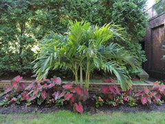 Caladium Red Flash planted in a garden setting