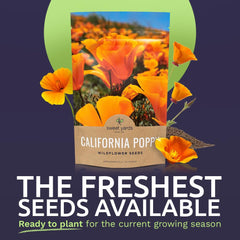 California Poppy seeds close-up showing vibrant orange color