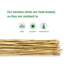 Cambaverd Bamboo Stakes 25 pack display