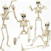 CAMIRUS 16" Mini Posable Skeleton front view with movable joints
