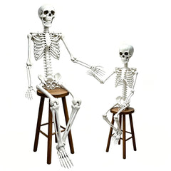 CAMIRUS 5.4ft full body skeleton with realistic bone details