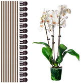 CANIPHA Plant Support Stakes Set including 10 stakes and 15 clips