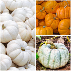 Casper White pumpkin seeds illustration