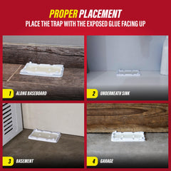 Catchmaster Glue Trap in use indoors near wall