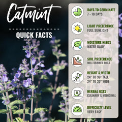 Catmint plant in full bloom with lavender flowers