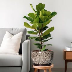 Ceramic plant pot with drainage hole and saucer