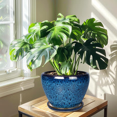Ceramicfor 10 Inch Ceramic Planter Pot on patio
