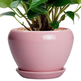 Ceramicfor 6 Inch Pink Plant Pot front view with drainage hole