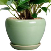 Ceramicfor 6 Inch Plant Pot in reactive green with saucer