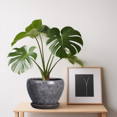 Ceramicfor ceramic planter with succulent plant inside