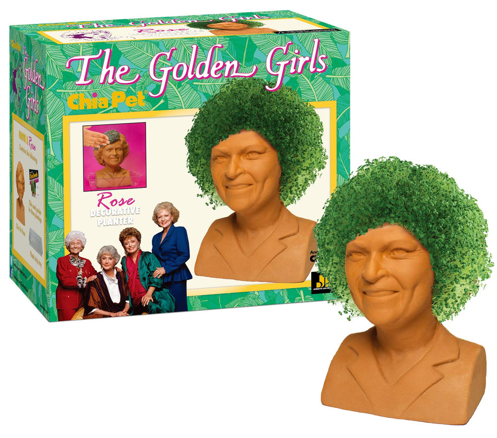 Chia Golden Girls Rose Terracotta planter front view
