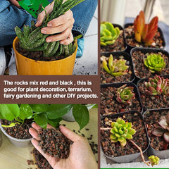 CJGQ Mix Lava Rocks used in a succulent arrangement