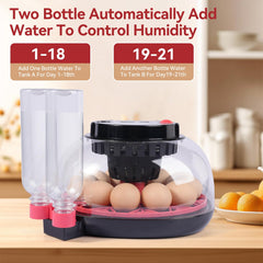 Clear view of eggs incubating in Humorrap 12 Egg Incubator