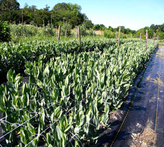 Climbing plants supported by TENAX trellis net