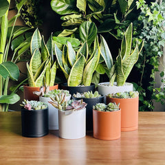 Close-up of 4-inch D'vine Dev plastic pot with drainage hole