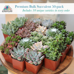 Close-up of Altman Plants succulent variety in multicolour