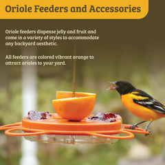 Close-up of Birds Choice Oriolefest feeder jelly tray