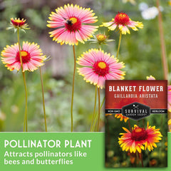 Close-up of Blanket Flower seeds inside the pack