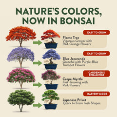 Close-up of bonsai seed packets included in the kit