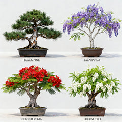 Close-up of bonsai tree seeds in LUOJIBIE kit