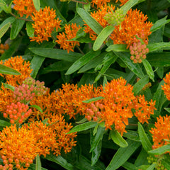 Close-up of Butterfly Milkweed Seeds showing vibrant orange flowers