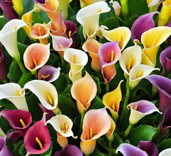 Close-up of Calla Lily seeds in a packet