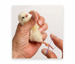 Close-up of Chicken Hill Baby Poultry Leg Bands made from synthetic rubber
