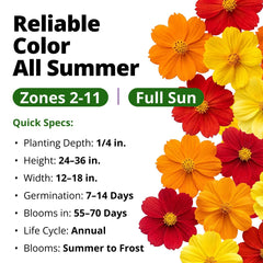 Close-up of cosmos flower seeds from HOME GROWN