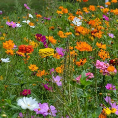 Close-up of Cosmos flowers in a garden setting