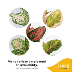 Close-up of Costa Farms Chinese Evergreen leaves showing vibrant colours