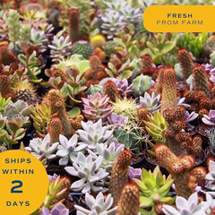 Close-up of Costa Farms Haworthia succulent leaves