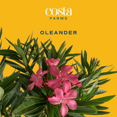 Close-up of Costa Farms Oleander flowers showing vibrant pink blooms
